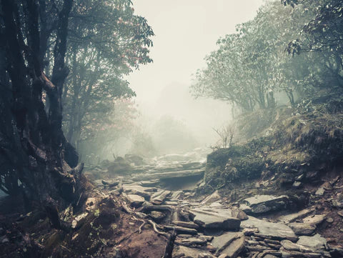 Great books to read for camping aficionados