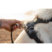 Ruffwear Front Range Dog Harness in Basalt Grey (Medium) Ruffwear - UK Camping And Leisure