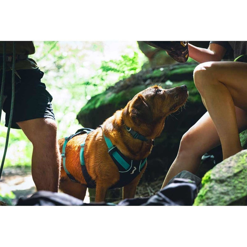 Ruffwear Flagline Dog Harness with Handle in Basalt Grey (Medium) Ruffwear - UK Camping And Leisure
