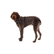 Ruffwear Front Range Dog Harness - Moonlight Mountains Print (Small) Ruffwear - UK Camping And Leisure