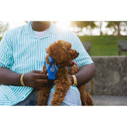 Ruffwear Front Range Dog Harness in Blue Pool (Small) Ruffwear - UK Camping And Leisure