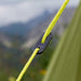 Vango Soul 100 Tent 1 Man Starter Adventure Lightweight Trekking Tent - UK Camping And Leisure